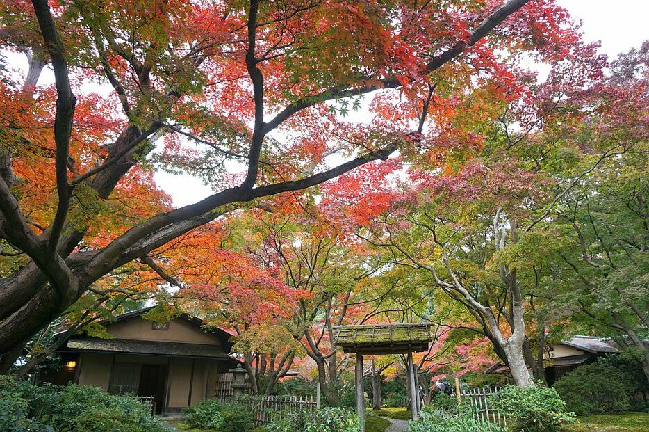 [写真]万博記念公園では紅葉が見ごろを迎えており、日本庭園の茶室も真っ赤に染まりつつあった＝13日午後1時半ごろ、大阪府吹田市で