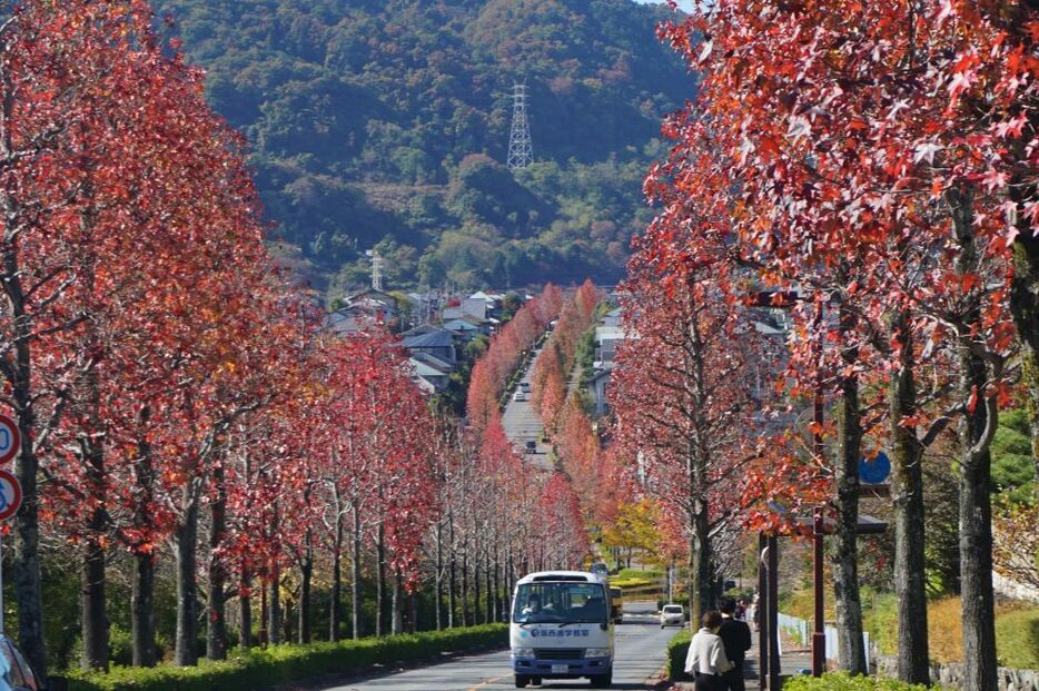 [写真]どこまでも続きそうな紅葉の並木道に多くの通行人が足を止め眺める光景も見られた＝14日正午ごろ、京都市西京区で