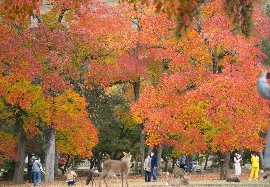 [写真]色鮮やかに染まる紅葉にシカたちもうっとり？ 多くの人が写真撮影を楽しんでいた＝9日午後1時10分ごろ、奈良県奈良市で