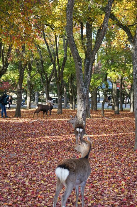 シカも紅葉の中を散歩