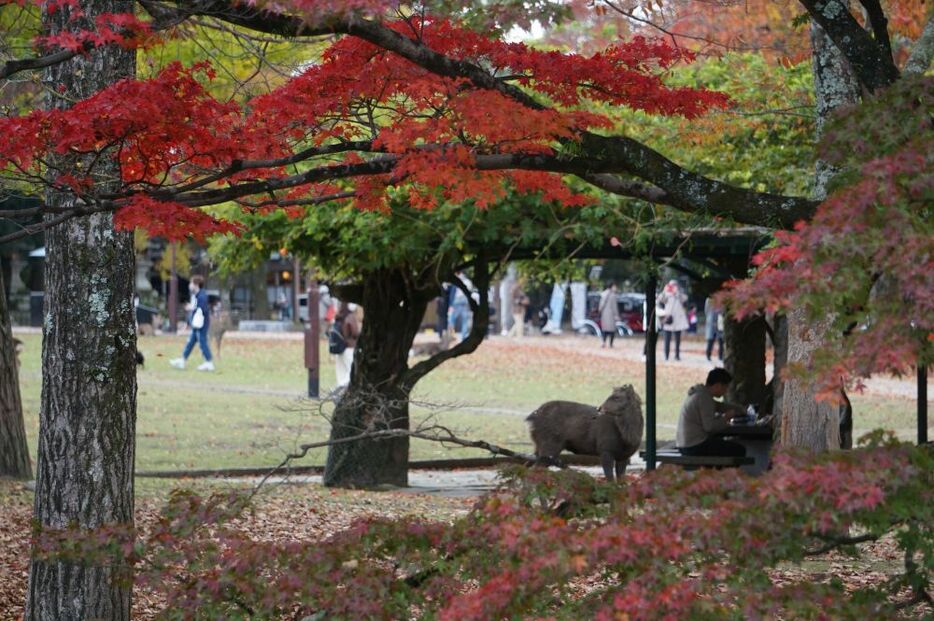 東屋で子どもと休憩しながら紅葉を楽しむ人の姿もあった