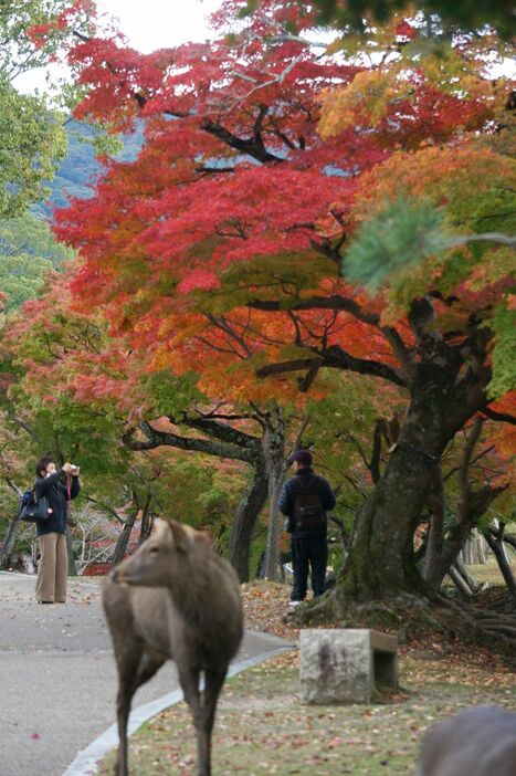 [写真]イロハモミジも真っ赤に染まりつつあり、多くの人がシカとの写真撮影を楽しんでいた＝9日午後1時すぎ、奈良県奈良市で