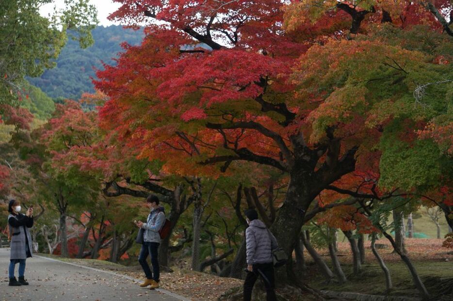 曇り空でも紅葉は映える