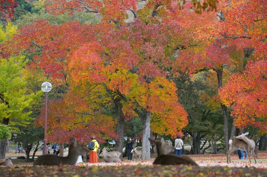 奈良公園に入り、真っ赤な紅葉がすぐ目に入った