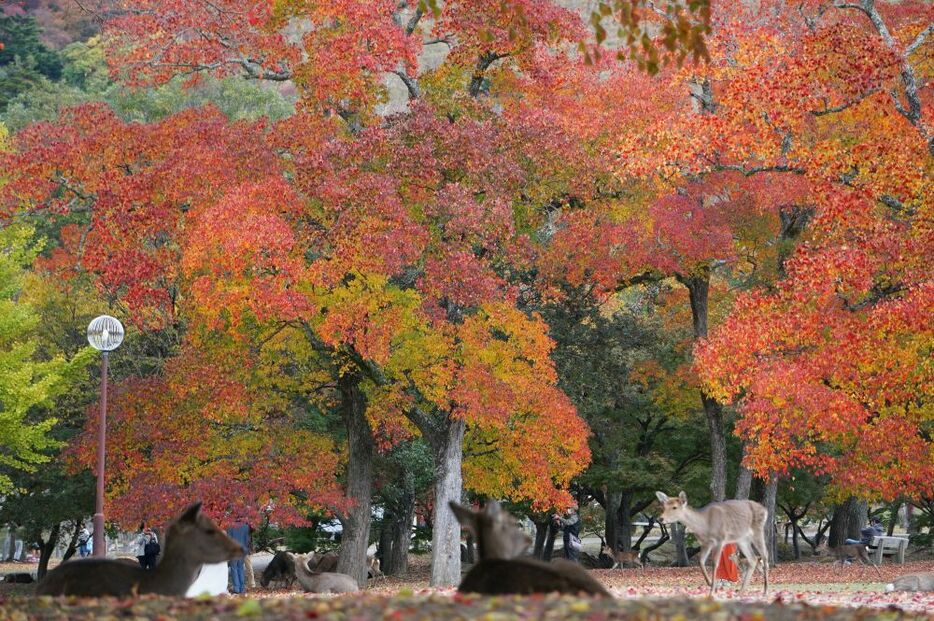 鮮やかな紅葉のもとでシカも休憩？