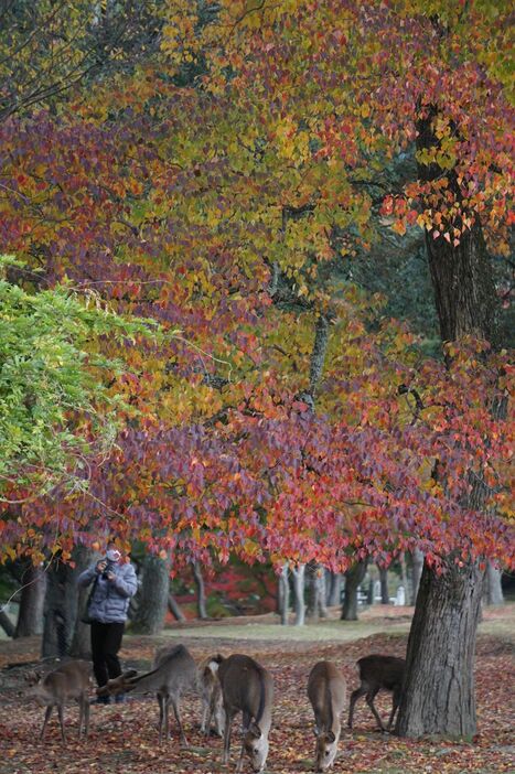 多くの若い女性らも紅葉を楽しんでいた