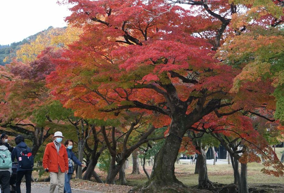 [写真]見ごろを迎えてはいるが、まだ緑のところも多いため長期間紅葉を楽しめそうだ＝9日午後、奈良県奈良市で