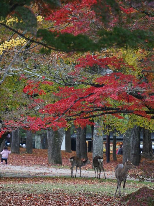 シカも紅葉狩りをしている？