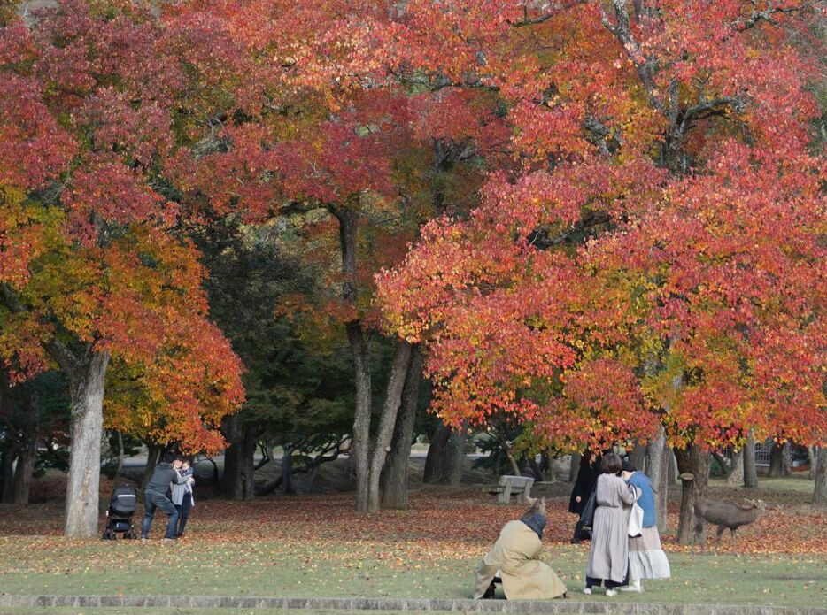 日が差すと鮮やかさが増し、写真撮影する人の数も増える