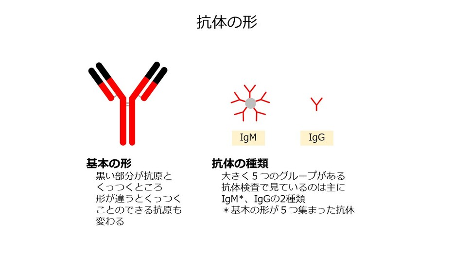 [図4]抗体の形