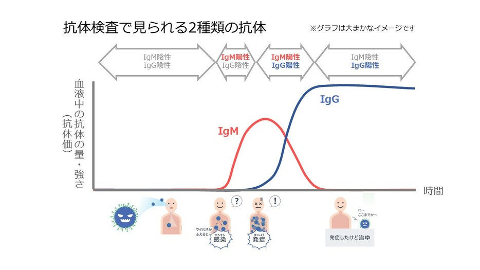 [図5]抗体検査で見られる2種類の抗体