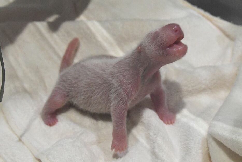 [写真]産まれたジャイアントパンダの赤ちゃん（提供：アドベンチャーワールド）