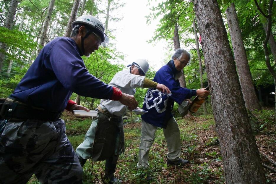 [写真]御柱にする木を伐採する前に、根本にお神酒と塩を撒く