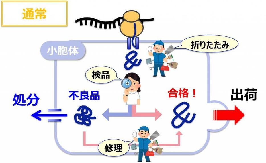 16年 生理学 医学賞 は誰の手に 日本科学未来館がノーベル賞予想 The Page Yahoo ニュース