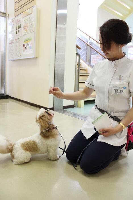 センターで飼育しているシーズーのルナちゃんと島崎さん