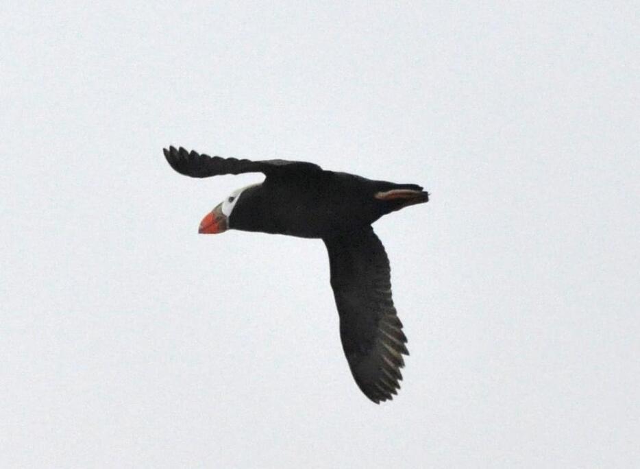 北方領土周辺に生息する海鳥エトピリカ（内閣府北方対策本部提供）