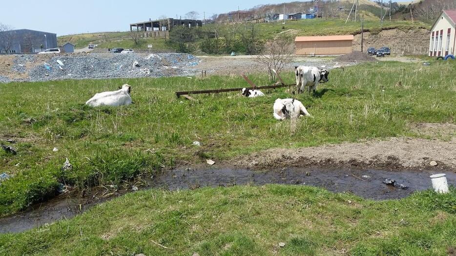 色丹島で放し飼いにされている牛（内閣府北方対策本部提供）