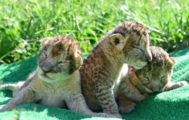 [写真]アドベンチャーワールドで誕生したライオンの赤ちゃん。3頭ともオスですくすく育っているという（提供：アドベンチャーワールド）