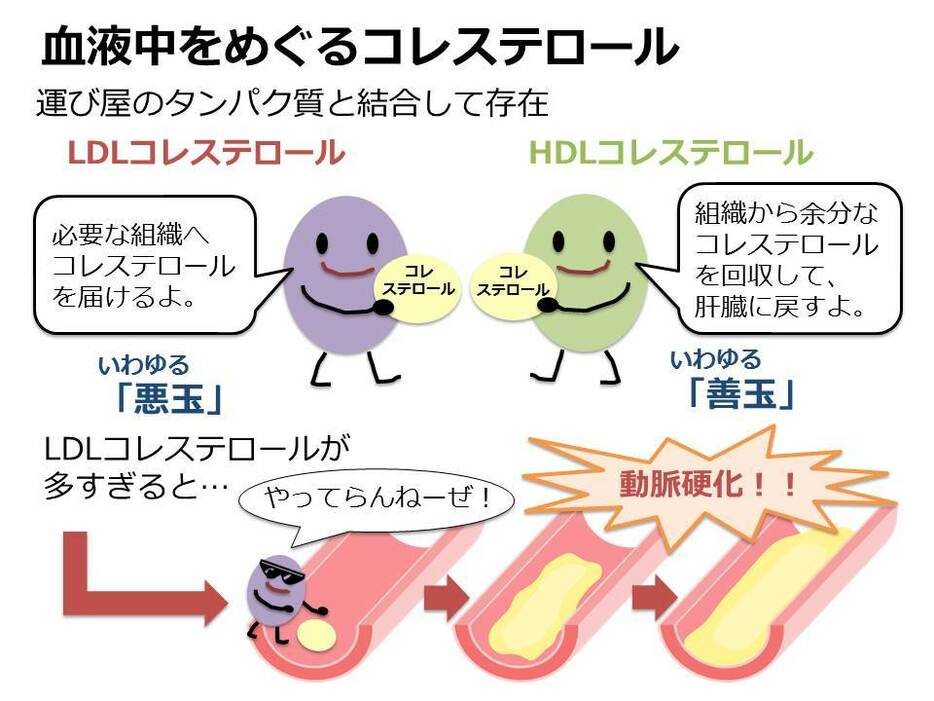 [図解1]血中コレステロールを制御するLDLコレステロールとHDLコレステロール