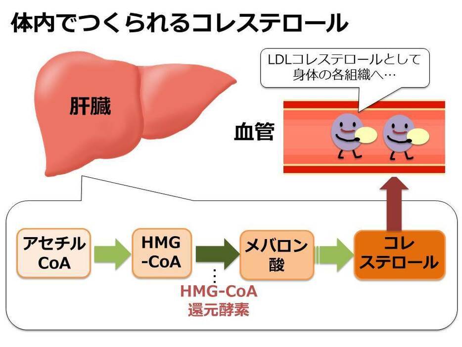 [図解2]体内でのコレステロール合成経路