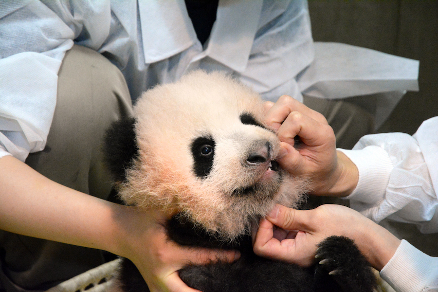 上野動物園こぱんだの身体検査(公財)東京動物園協会提供