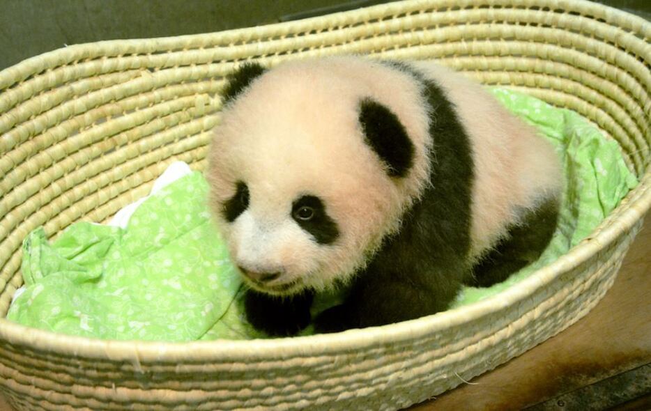 上野動物園の赤ちゃんパンダ（(公財)東京動物園協会提供）