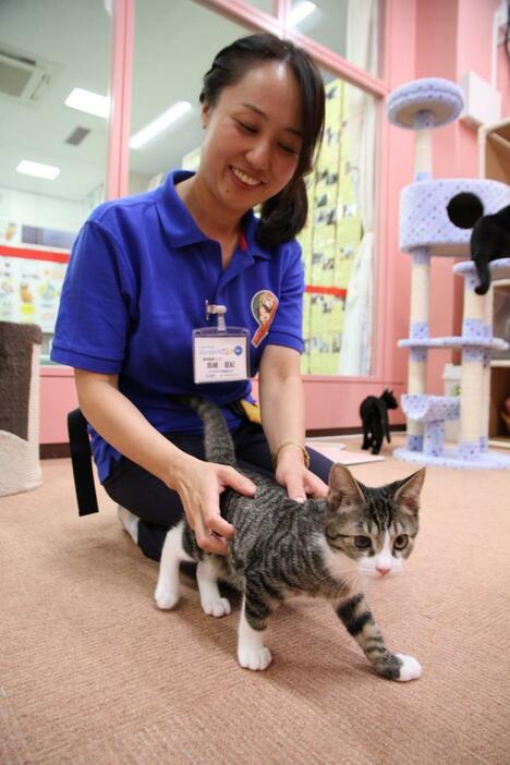 専用ルームで飼育される収容されたネコ。100頭ほどが新しい飼い主を待つ（名古屋市動物愛護センターで）