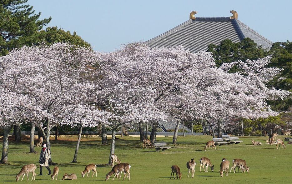 [写真]満開の桜並木のもと、多くのシカが草を食べる。後方は東大寺＝31日午前8時ごろ、奈良市で