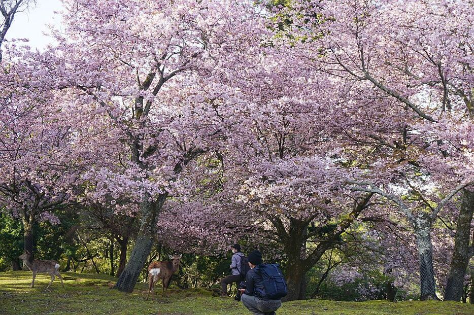 [写真]満開の桜とシカを撮ろうとカメラマンも多く訪れていた＝31日午前7時半ごろ、奈良市で