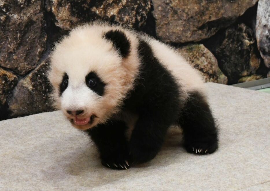 [写真]歩き始めた和歌山のパンダの赤ちゃん＝10日、和歌山県白浜町で（提供：アドベンチャーワールド）