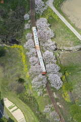 線路の両側には満開の桜と菜の花が咲き、華やかとなった光景のなかを国鉄型気動車が駆け抜ける（2018年4月1日、吉永陽一撮影）。