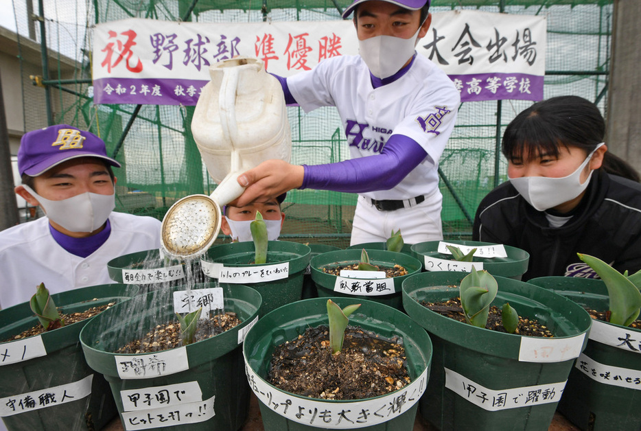 鉢に目標を記したチューリップに水を与える東播磨の選手たち。ともに花咲く日を待ちわびている＝兵庫県稲美町で、山田尚弘撮影