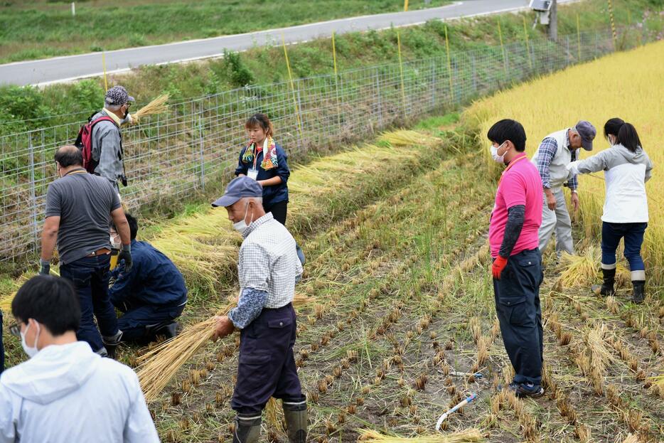 2020年10月におこなわれた稲刈りの様子。感染症対策をしながら実施された（写真提供：ふくしま再生の会）