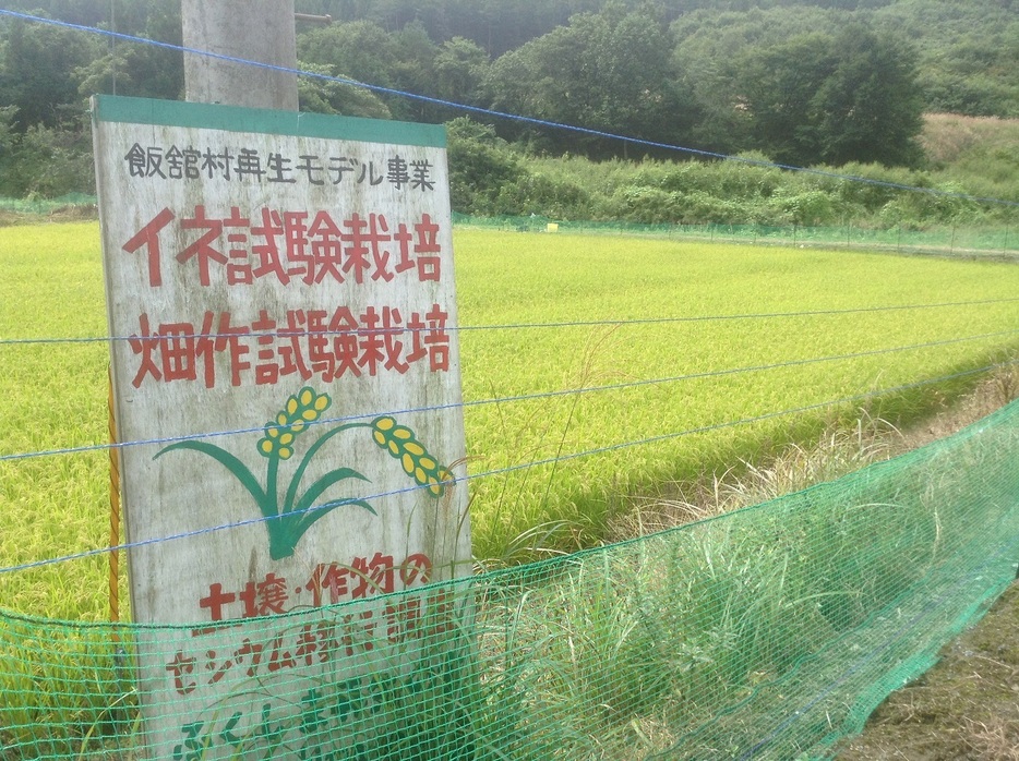 2012年から始められた稲の試験栽培では、稲の部位ごとに徹底的に放射能を測定した（写真提供：ふくしま再生の会）