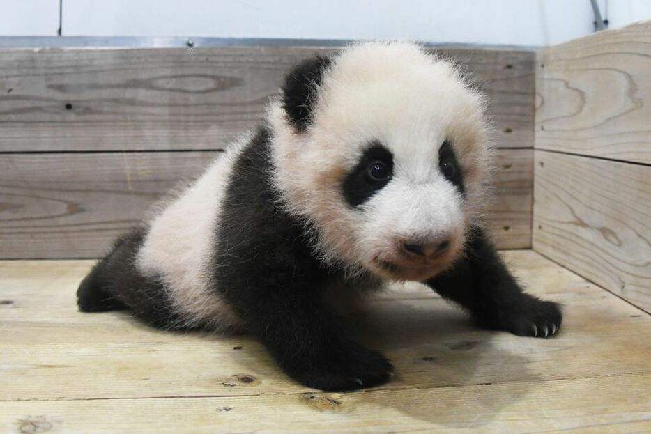 [写真]昨年11月に誕生した和歌山のパンダの赤ちゃんの名前が「楓浜（フウヒン）」に決まった＝今年2月、写真提供：アドベンチャーワールド