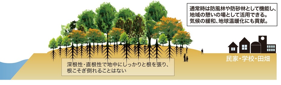 宮脇氏らが構想した「森の防潮堤」（森の防潮堤協会のパンフレットから）