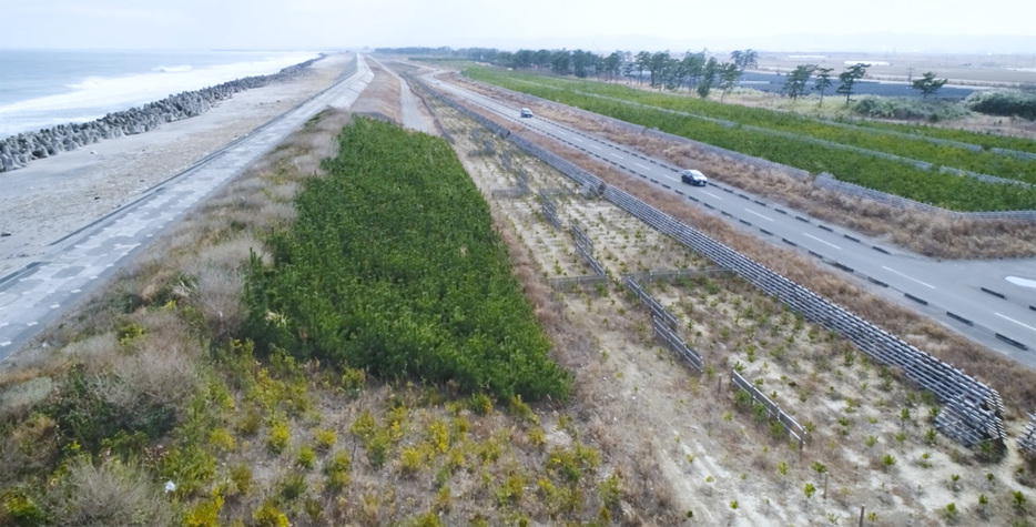 岩沼市蒲崎地区の「緑の防潮堤」。コンクリート堤防の陸側に植樹がされている（2021年3月6日　撮影：松原誠）