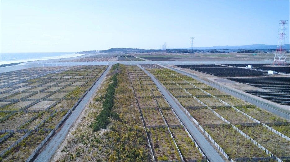 南相馬市原町区。左からコンクリート堤防、防風柵で碁盤状に仕切られたマツの植樹、そして一段高く盛土をした広葉樹の植栽（2021年3月7日、撮影：松原誠）