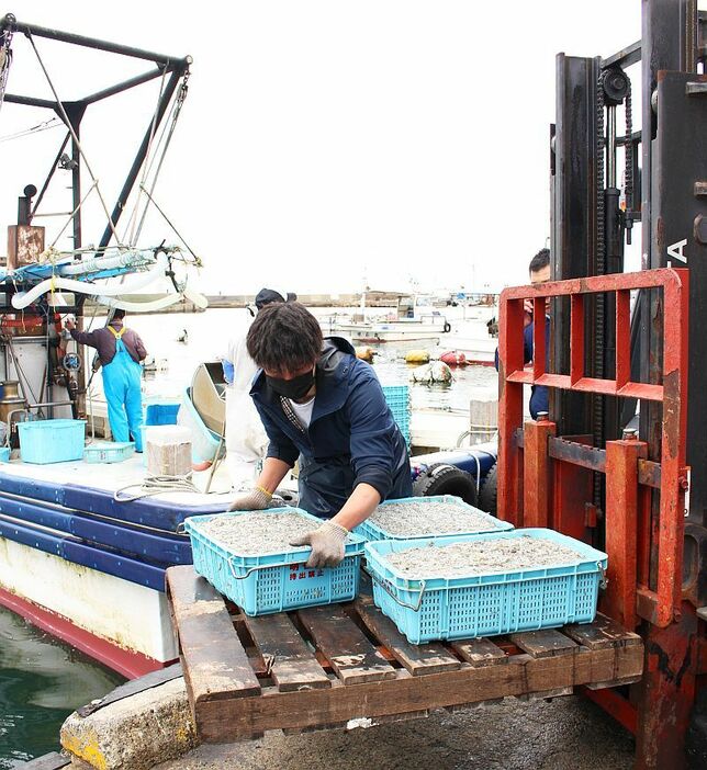 ［写真］青いプラスチック製のカゴいっぱいに入ったシンコは、港に水揚げされるとすぐさまフォークリフトで明石浦漁協の構内へ運び込まれる