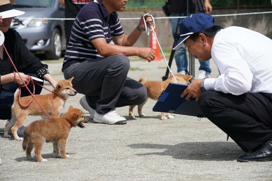 [写真]子犬の審査の様子＝日本犬保存会島根支部第100回展覧会より、島根県益田市