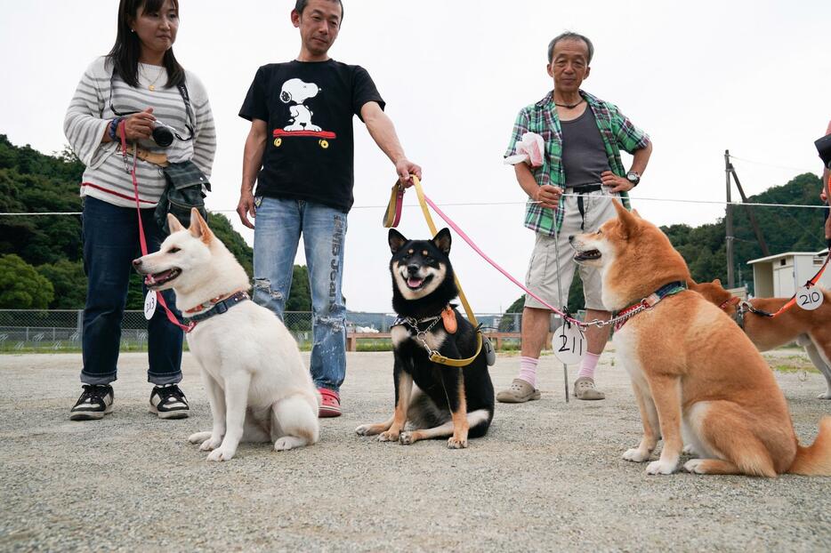 [写真]石州犬の毛色は赤のみだったとされ、『石』の相手の『コロ』は黒柴だったという。現在の柴には、写真の赤・黒・白に、胡麻の4色がある