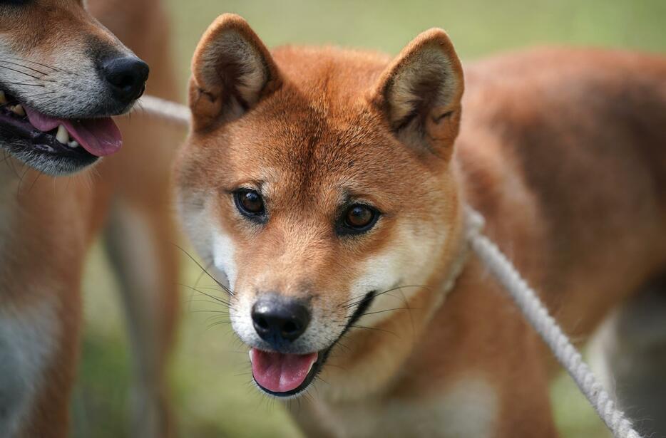 [写真]丸顔で石州犬に“先祖返り”したかのような特徴が見られる『コウイチ』