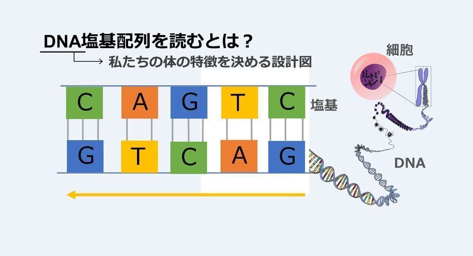 [図4]次世代シーケンサーの活躍の場は多岐に渡る