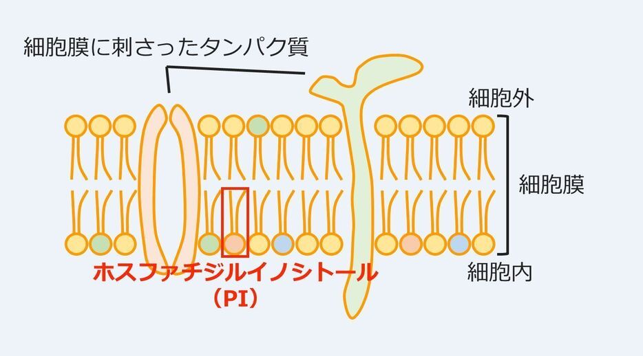 [図7]細胞内の情報伝達の担い手として働くPIとPI3K