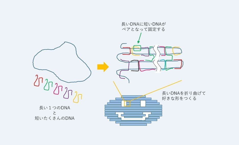 [図2]長い1本鎖DNAを、ニコちゃんマークを一筆書きで塗りつぶすように置く。形を固定するために短いDNAでとめていく。とめるためには長いDNAと短いDNAがペアになるような塩基配列を設計しておく