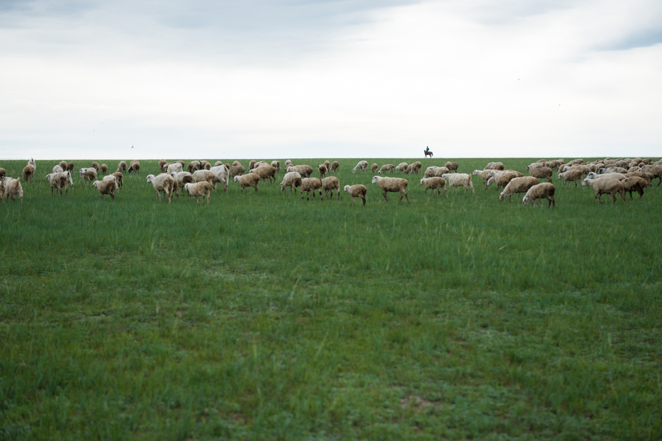 草原に自由に走る羊たち。今年は雨が多かったので草がよく育ち、遊牧民にとっては幸せな年だった＝フルンボイル市・エベンキ族自治旗（2018年8月撮影）