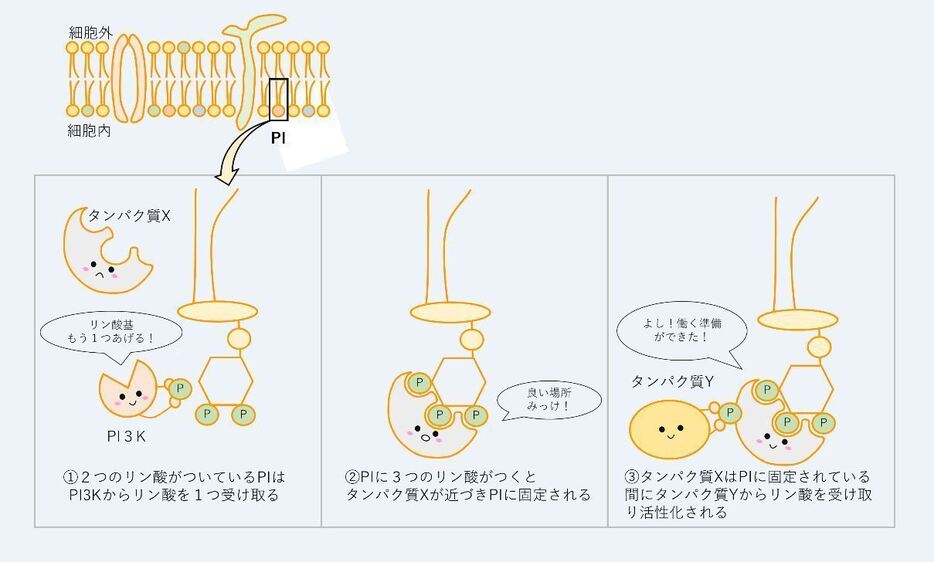 [図5]私たちの身体を形作る細胞。その膜（図の矢印）は主に脂質によってできている