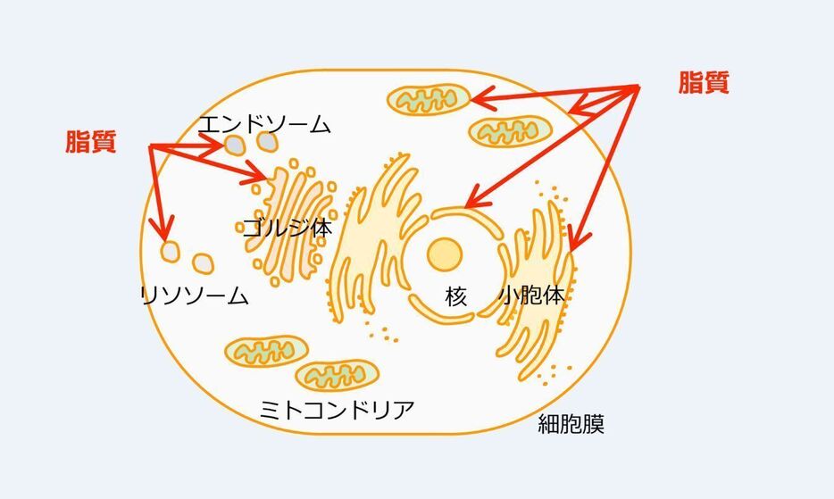 [図6]細胞膜を構成するリン脂質の一種としてホスファチジルイノシトールがある。細胞膜には他にも膜タンパク質が存在しており細胞内外の情報のやりとりを行う