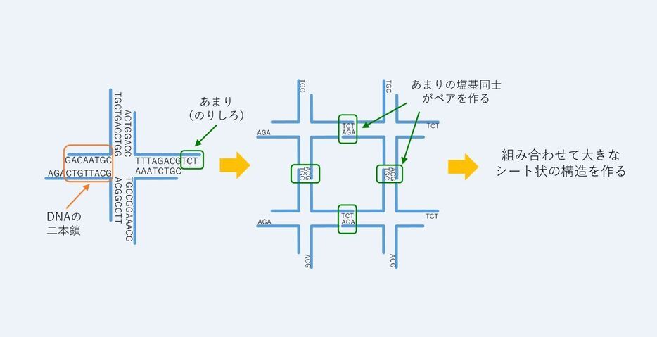 [図1]DNAの二本鎖で十字の形を作る。この時、4つ端は1本鎖DNAにし、右端と左端、上端と下端はペアとなるような塩基を配置するよう設計しておく。塩基はAとT、CとGでペアを作るため4つ端は紙と紙とを貼り合わせる「のりしろ」のような役割をする