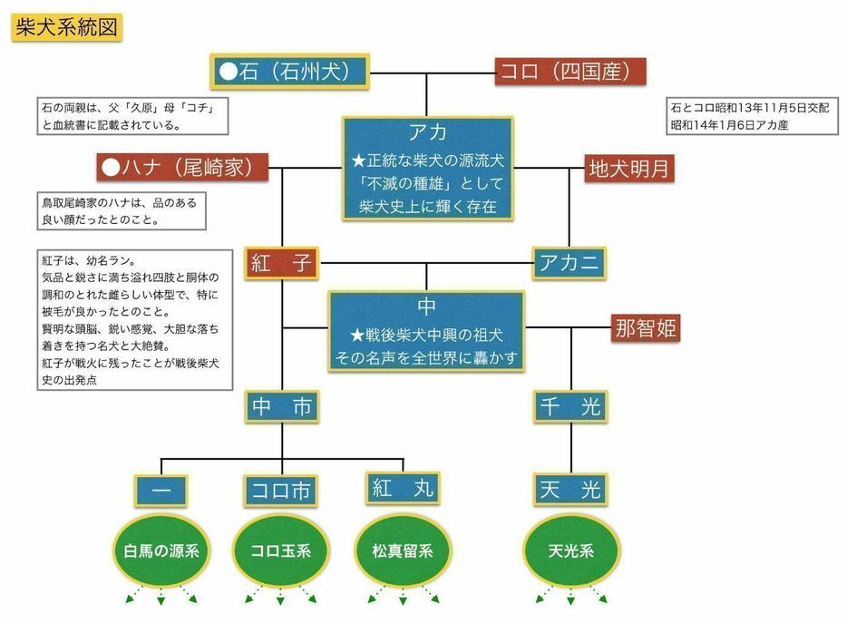 [図]『石』と『コロ』を頂点とする柴犬の系統図（「石州犬研究室」HPより）